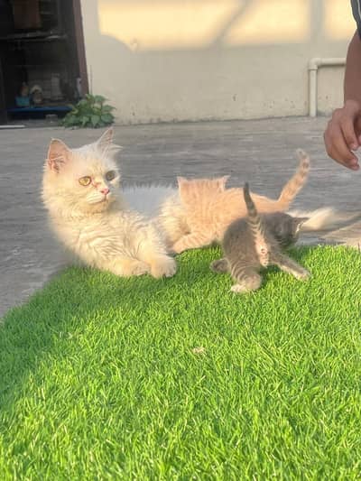 persion cat and kittens pair for sale