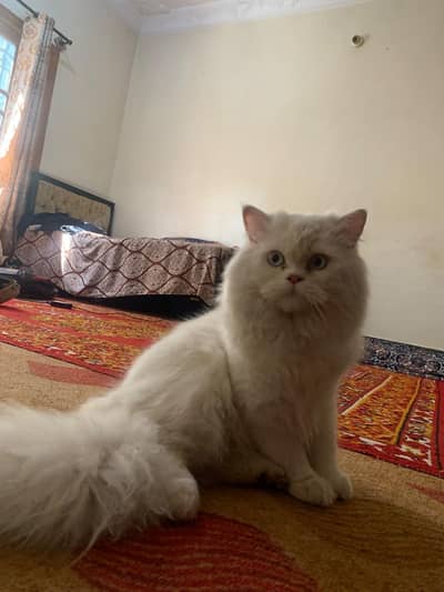 Cat for Sale – 7 Months Old