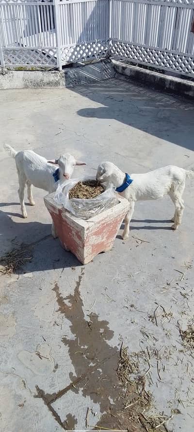 bakra