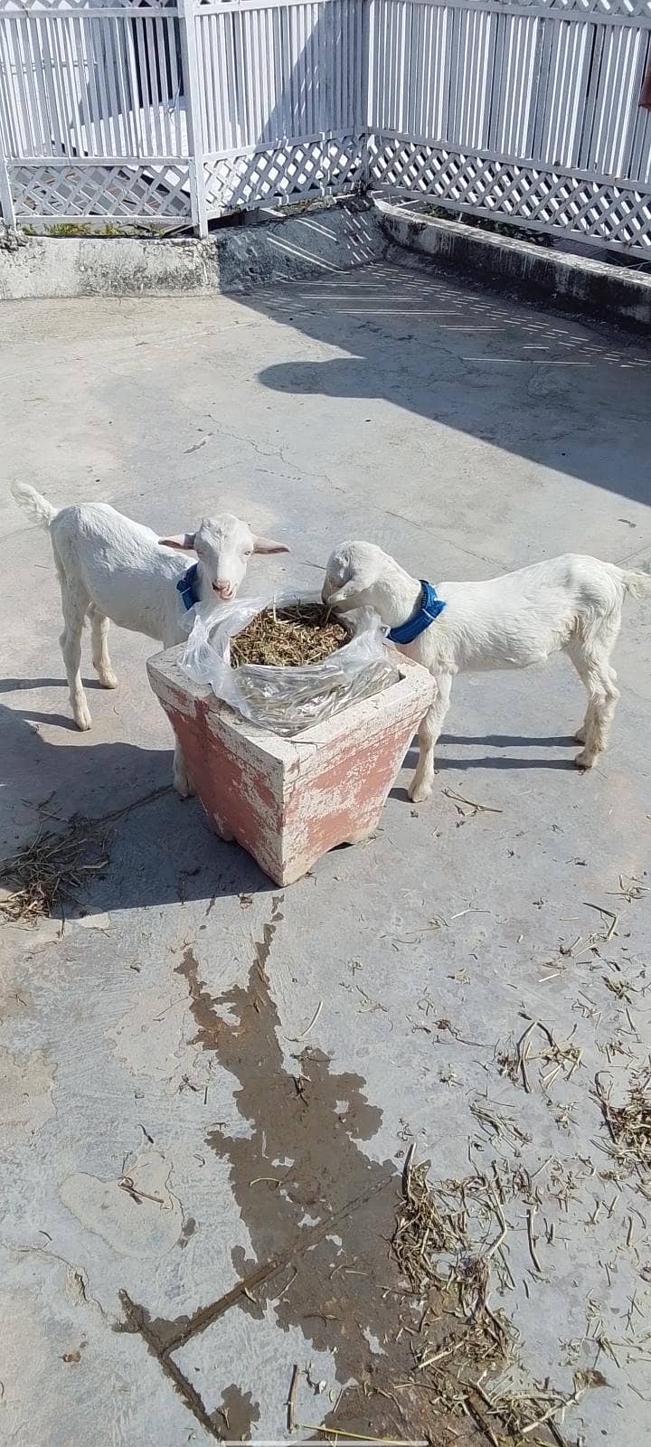 bakra 0
