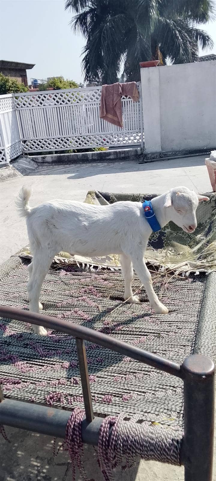 bakra 1