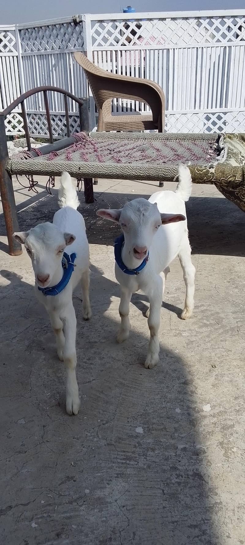 bakra 2