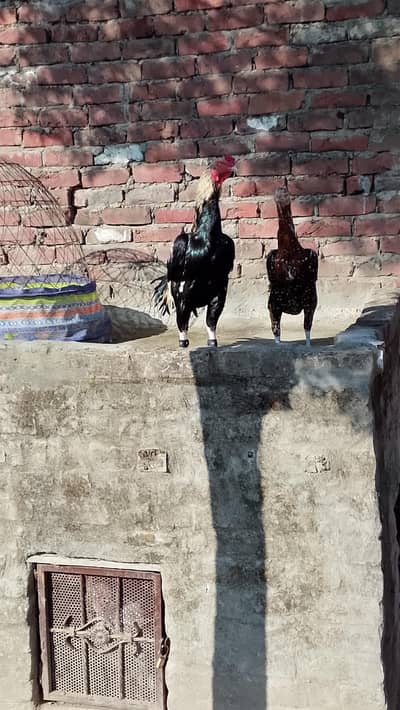 Pure Mianwali Aseel Top Quality Rooster