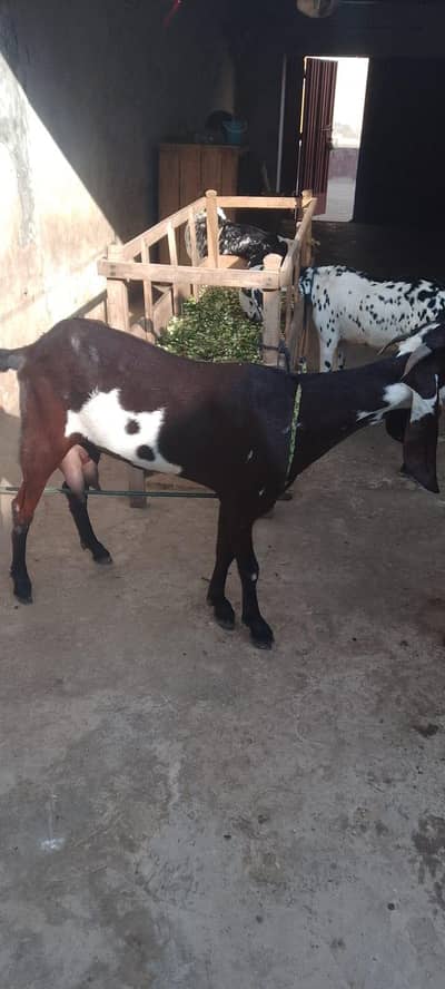 nagri beautiful bakri