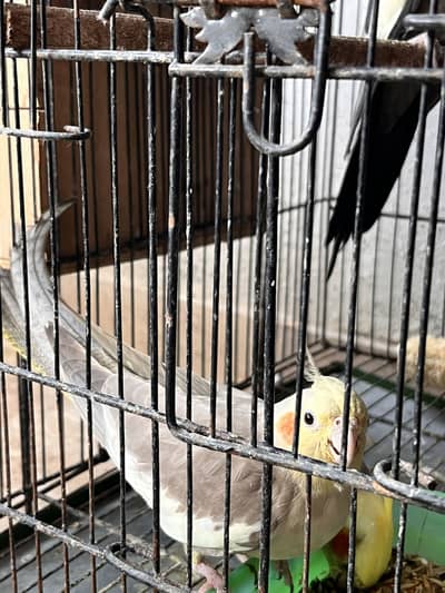 Grey To Fawn Cockatiel Breeder Pair With 4 Chics
