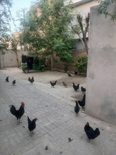 Egg laying Asterlorp hens and adult cocks for sale