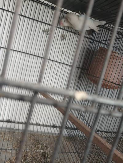 white love birds rare pair