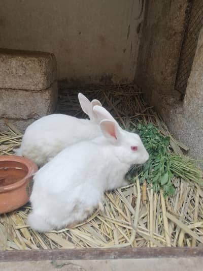 Adult Rabbit Pair