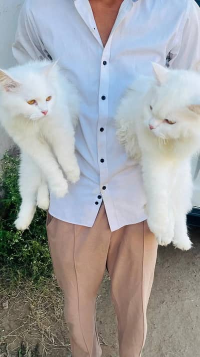 persion cats