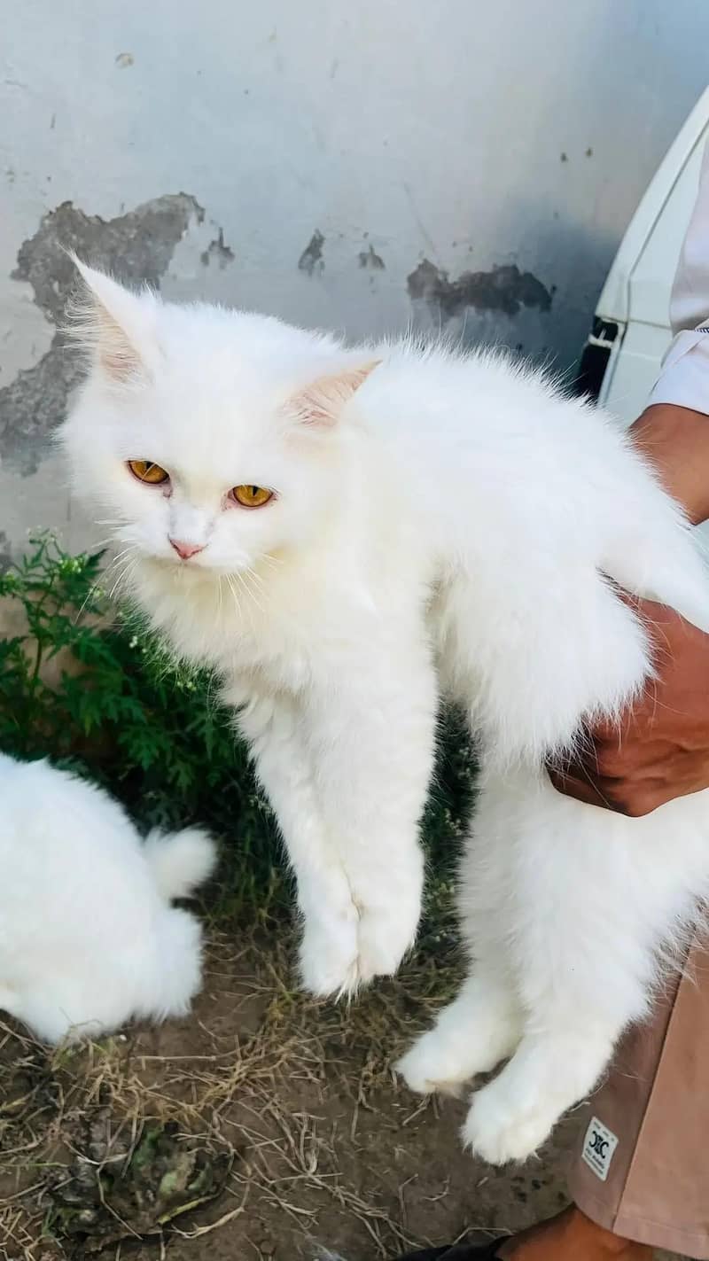 persion cats 1
