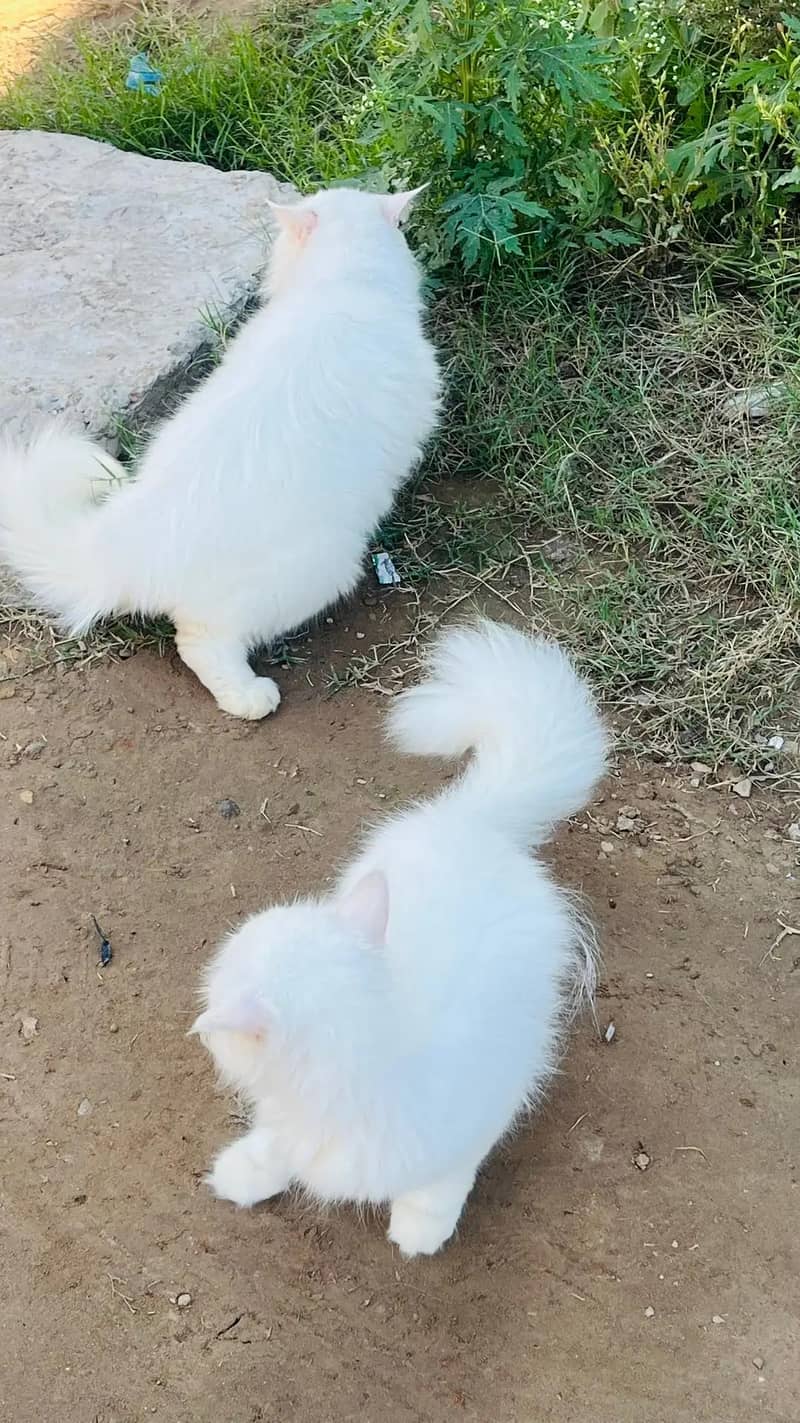 persion cats 2