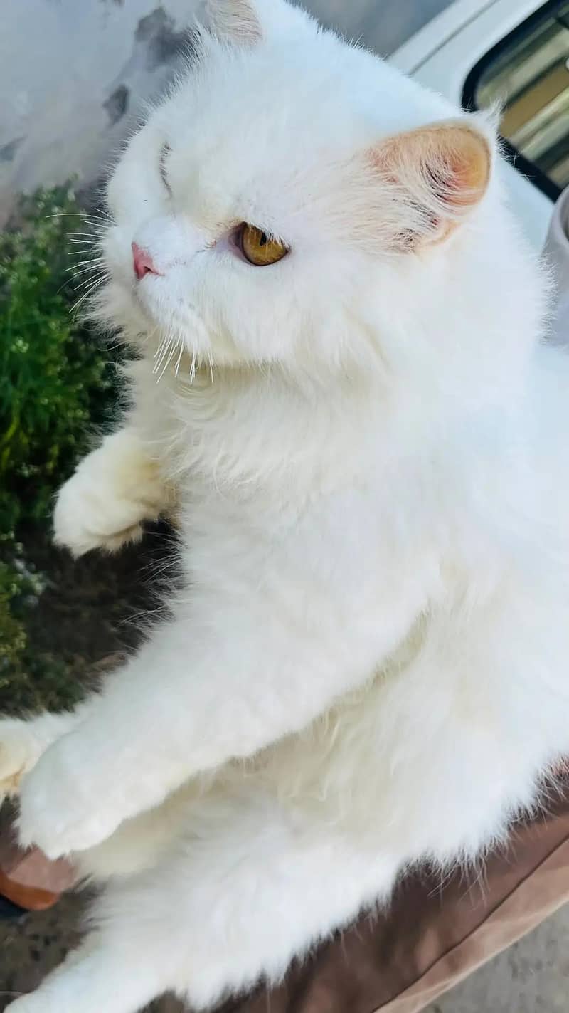 persion cats 3