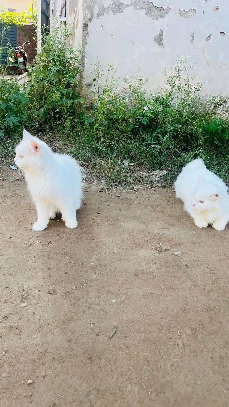 persion cats 4