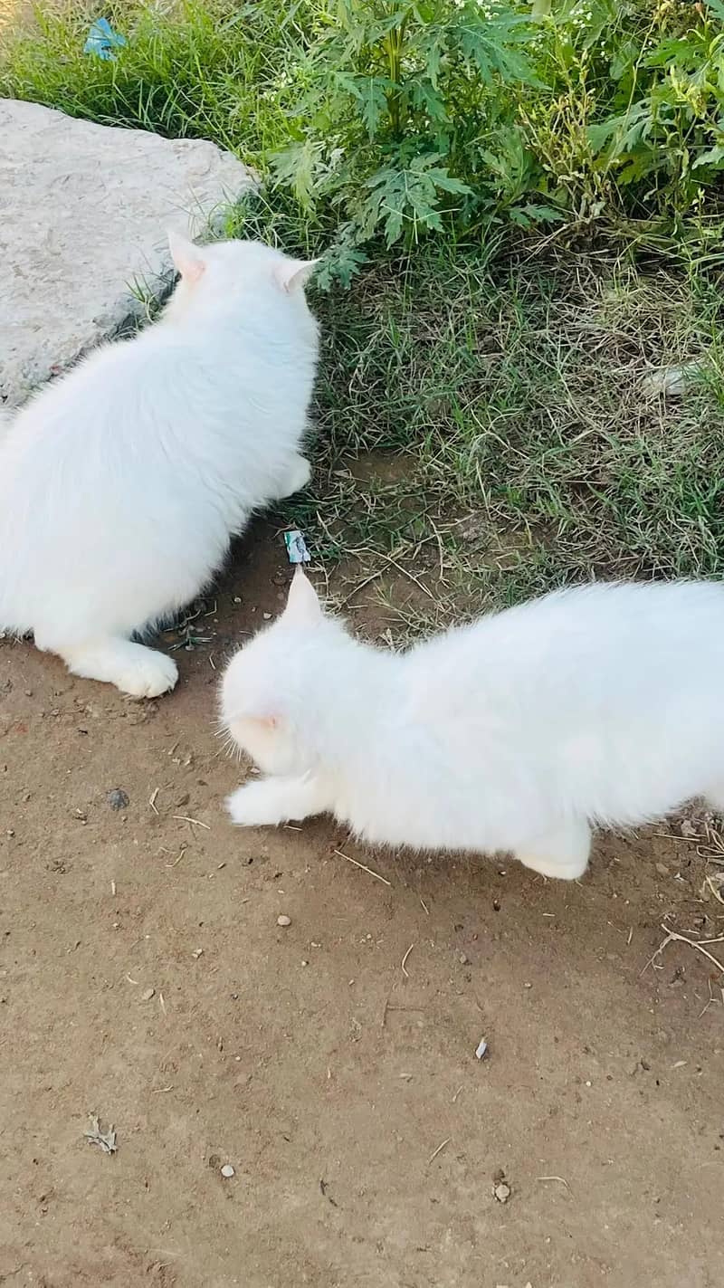 persion cats 5