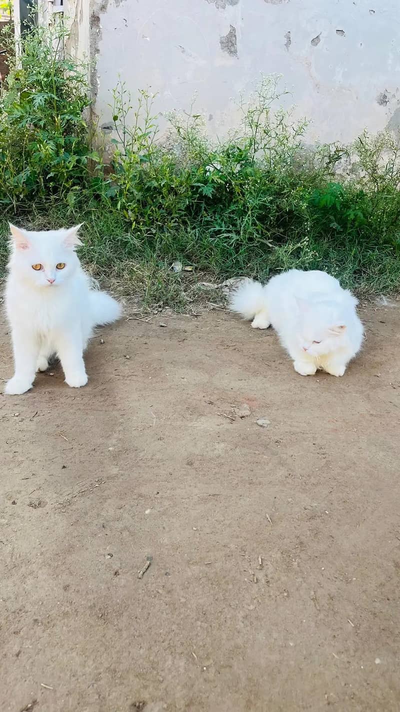 persion cats 6