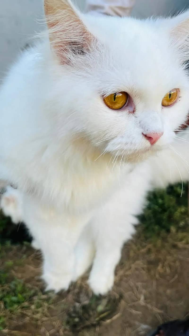 persion cats 7