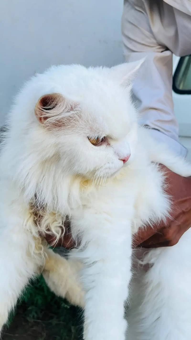 persion cats 8