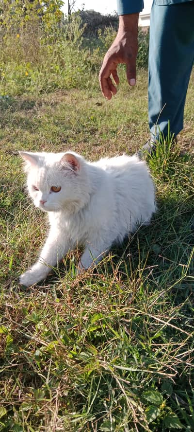 Beautiful male