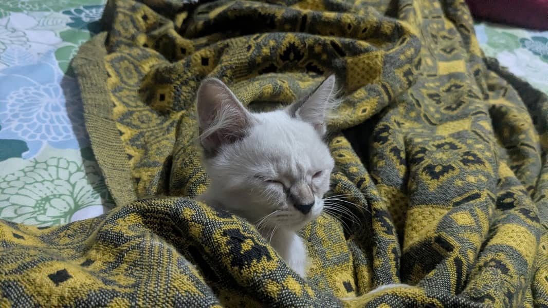 himalian Persian - Cats - 1120971038