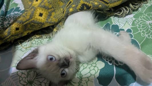 himalian Persian pair