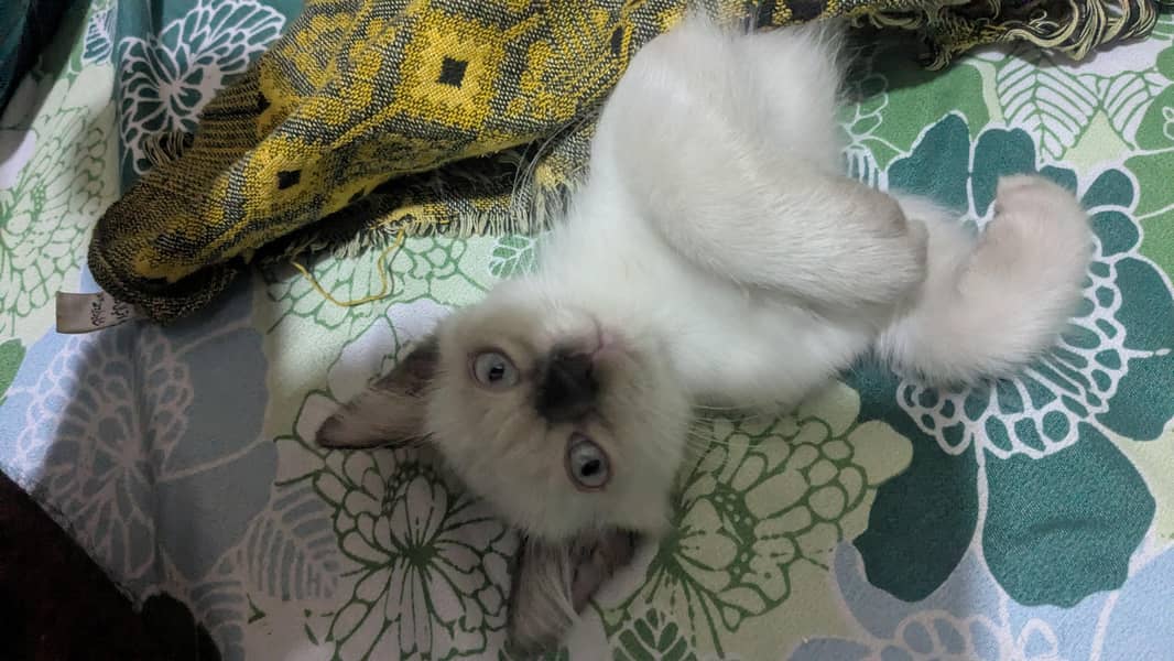 himalian Persian - Cats - 1120971038