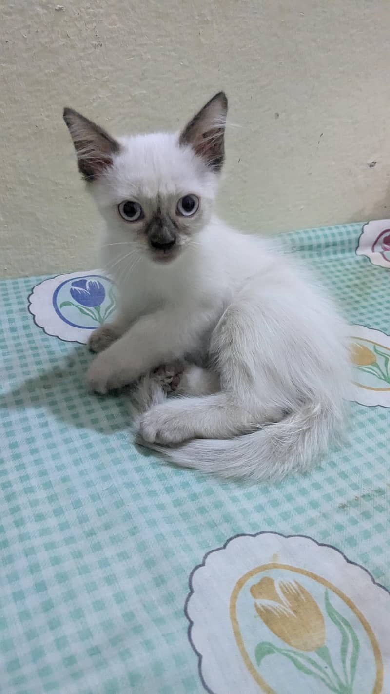 himalian Persian - Cats - 1120971038