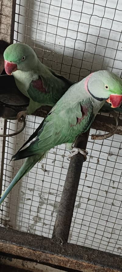 Raw parrot Breeder Pair for Sale