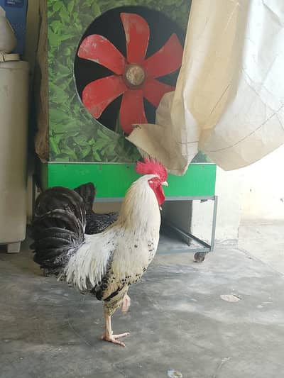 Desi Hens pair