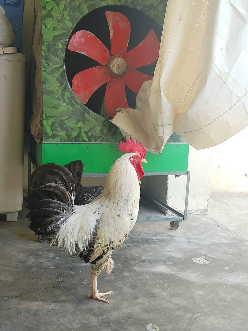 Desi Hens pair 0