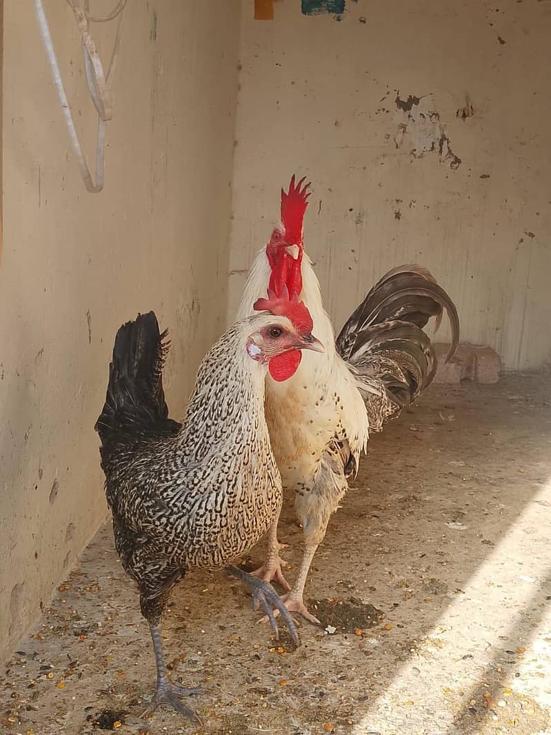 Desi Hens pair 2
