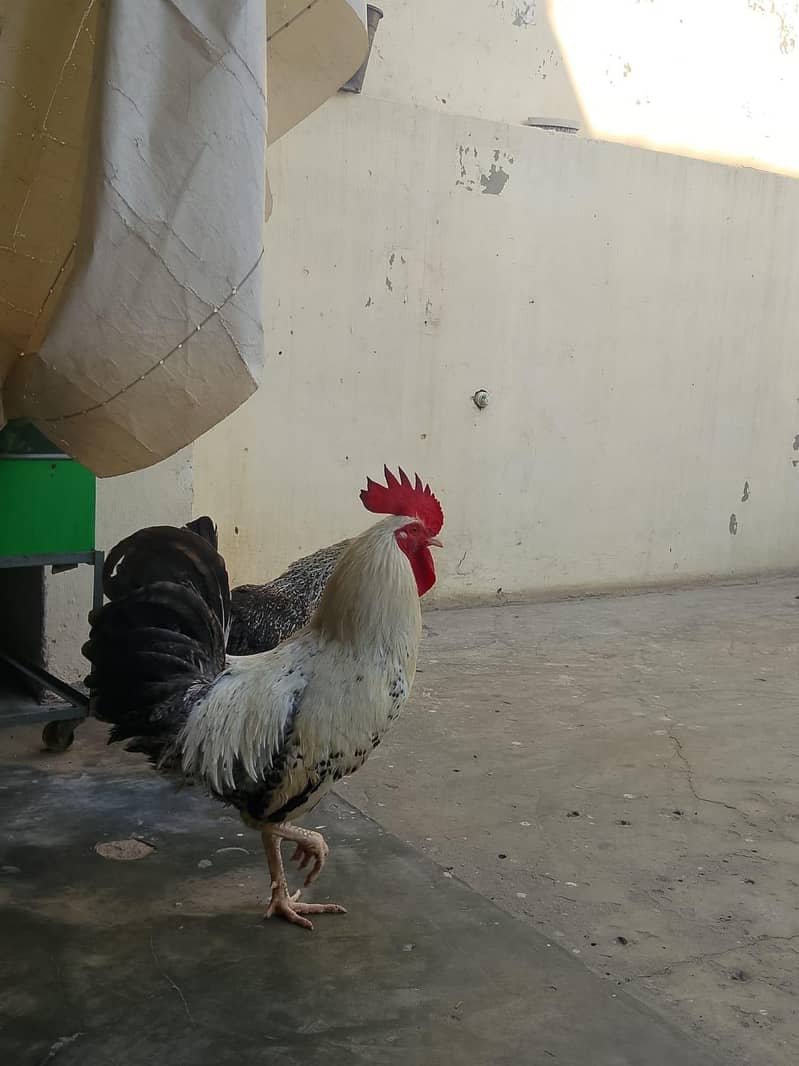 Desi Hens pair 3