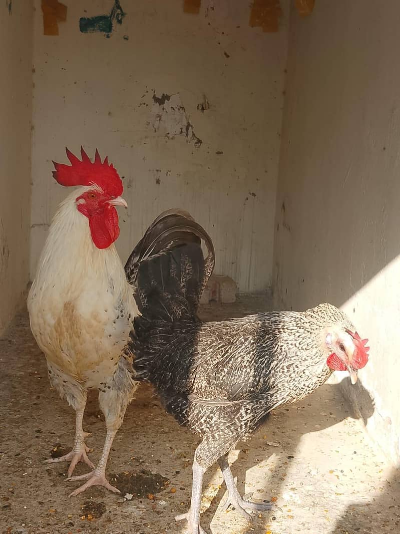 Desi Hens pair 4