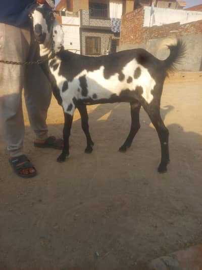 2 month gabban path for sale