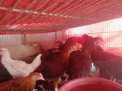 misry murga aur murgy for sale