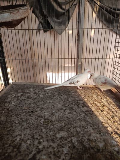 Red paid Doves