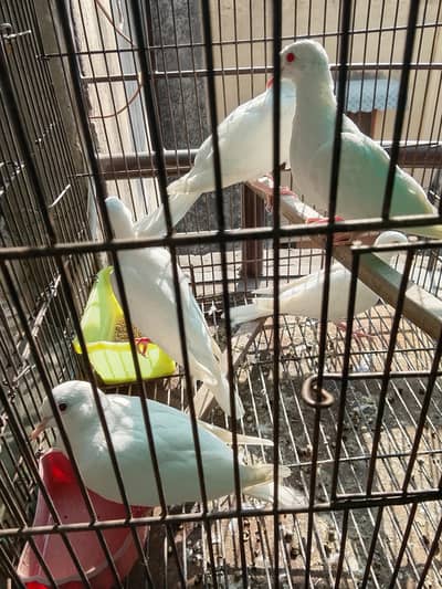 white dove