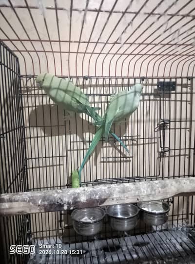 Parrot