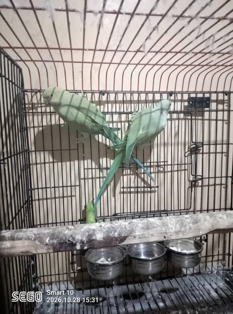 Parrot 0