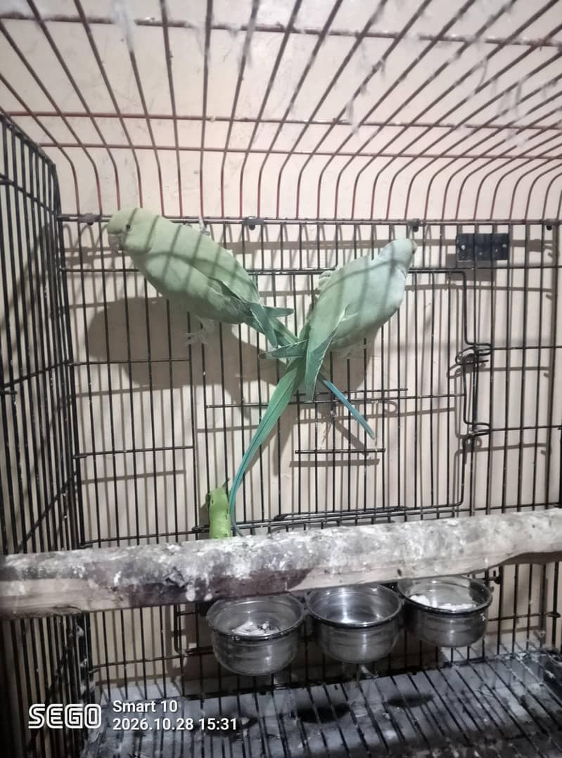 Parrot 1