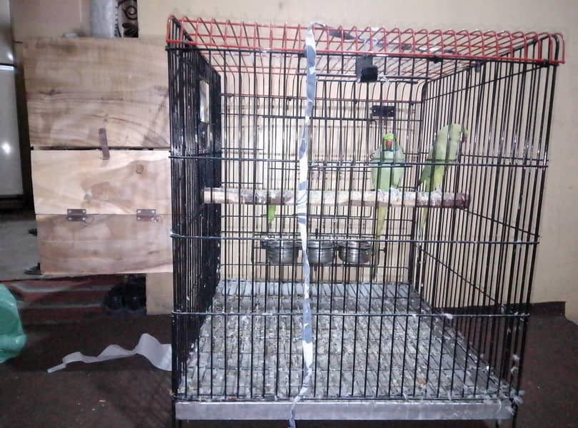 Parrot 2