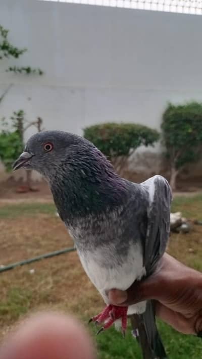 gerebaz