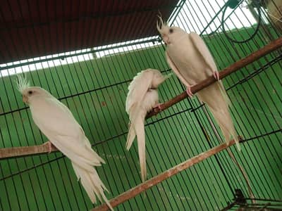 Cocktail parrot pair
