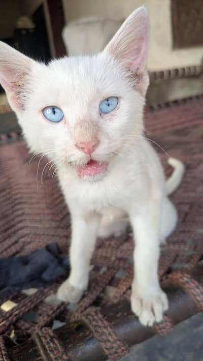 white Persian cat available