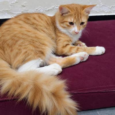 beautiful potty train cat for sale. with heavy furr. double coated