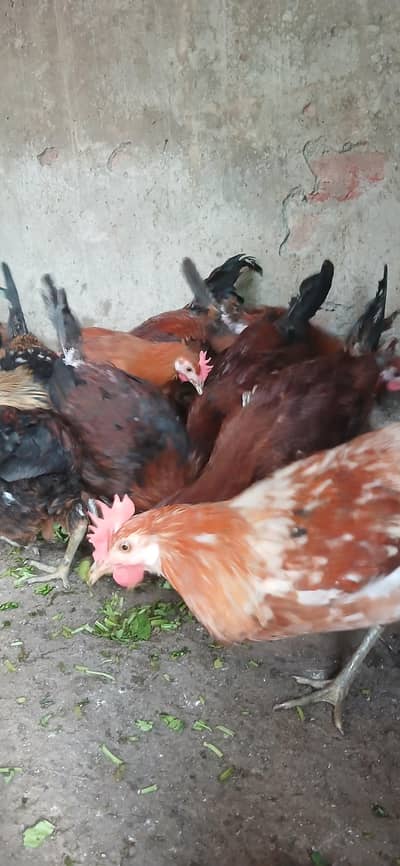 Golden Misri | Murgya |