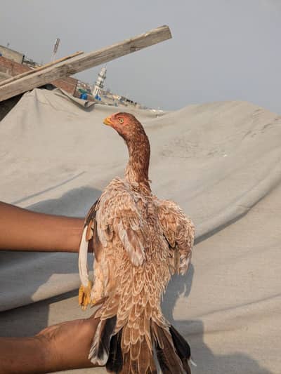 parrot beak long tail pathi || color long hight parrot beak madi