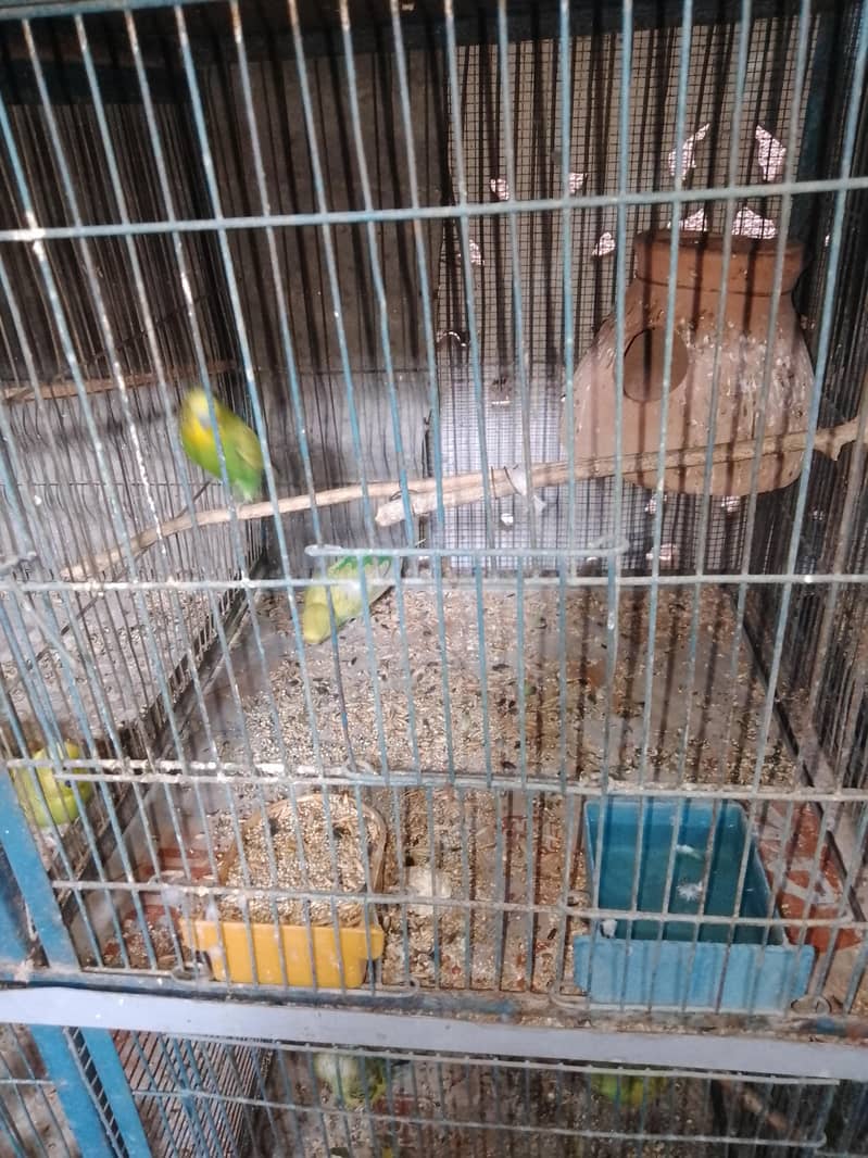 breeding pair. 2