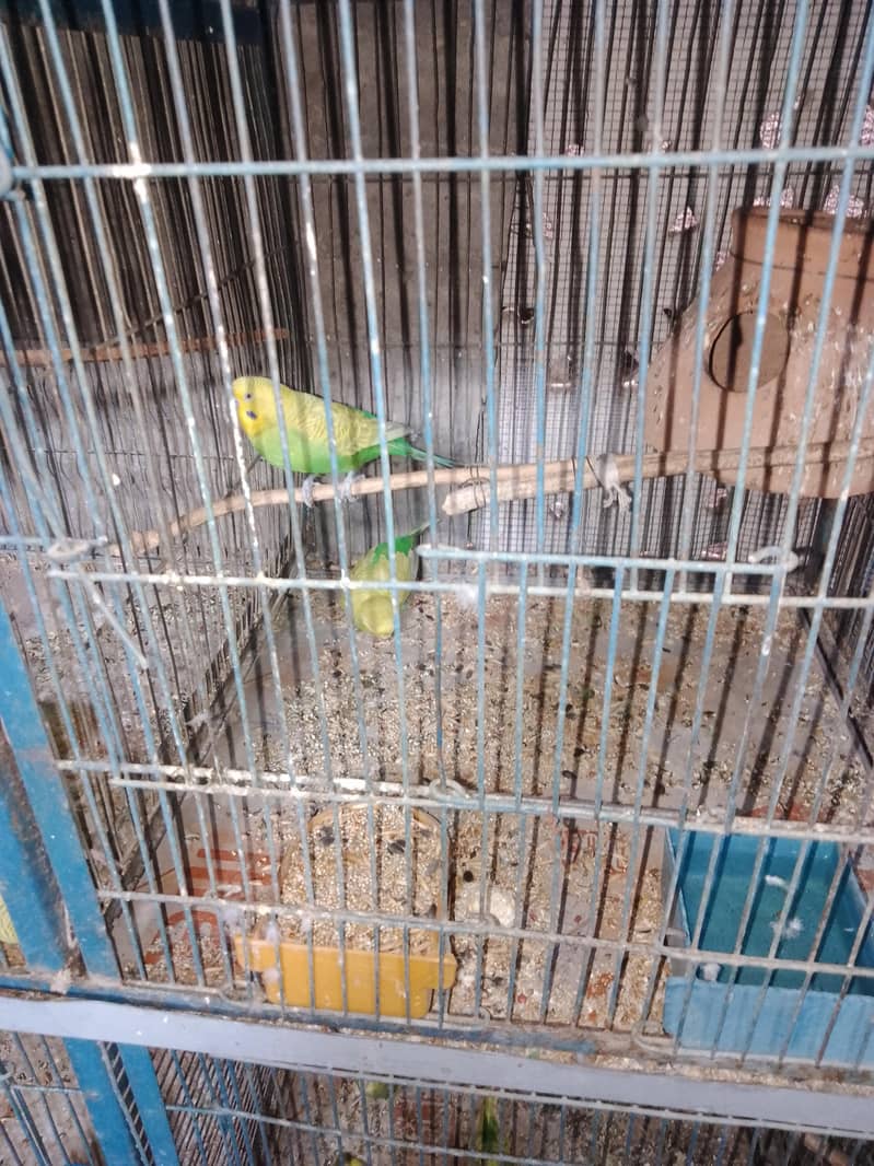 breeding pair. 3
