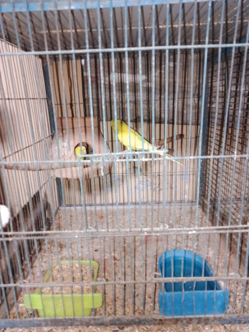 breeding pair. 4