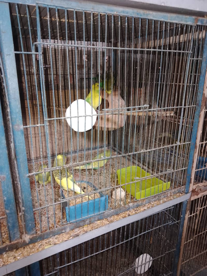 breeding pair. 5